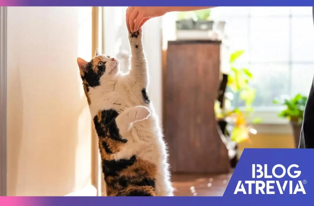 la importancia de la paciencia en el entrenamiento positivo para gatos