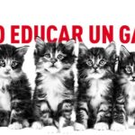 la importancia de las palabras suaves en el adiestramiento felino 1