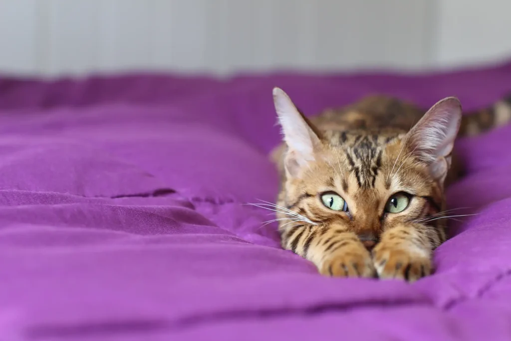 la importancia de los refuerzos positivos en la socializacion de gatos