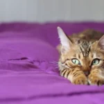 la importancia de los refuerzos positivos en la socializacion de gatos