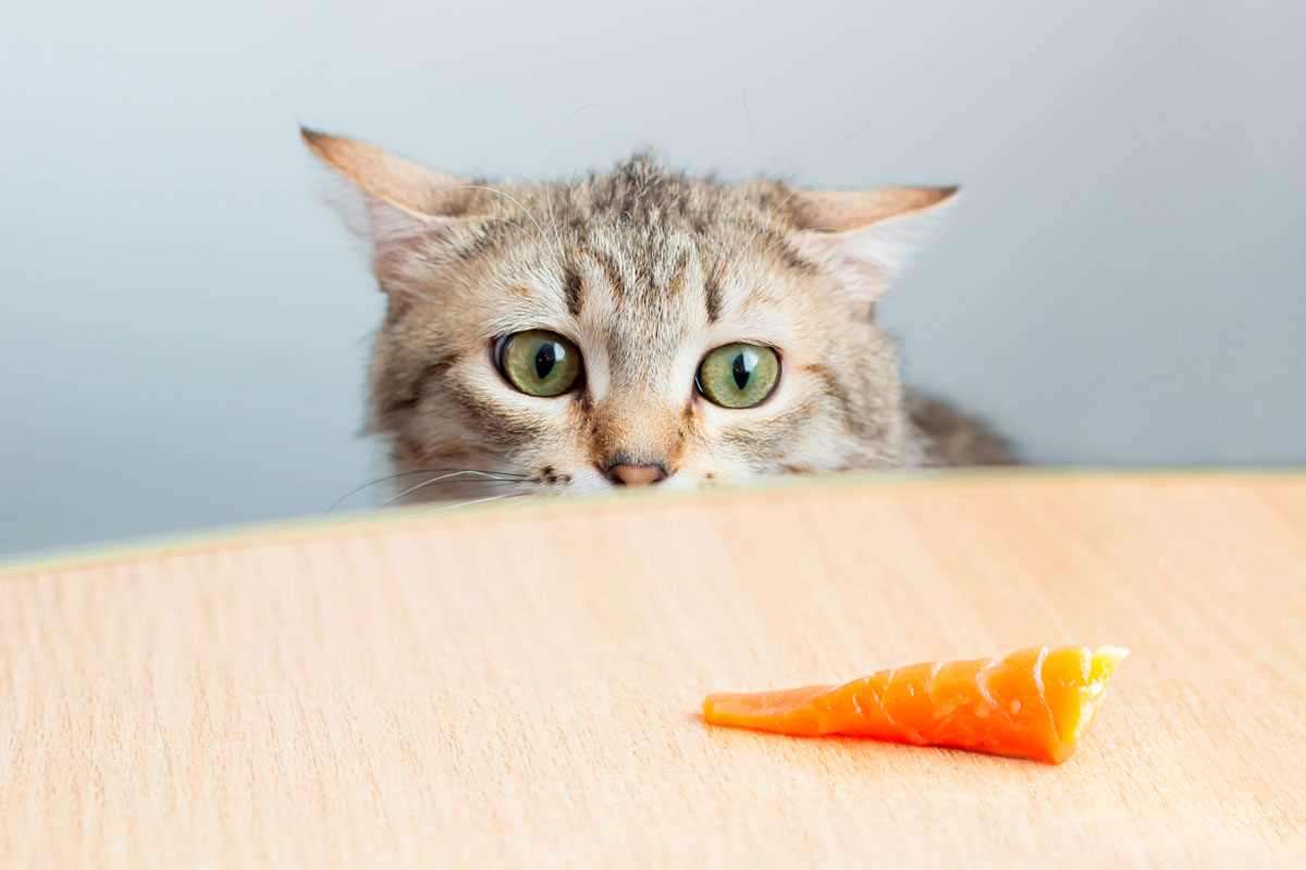 la importancia de premiar a tu gato en el momento adecuado 1