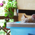 La Importancia de un Espacio de Descanso Seguro para Tu Gato 6 la importancia de un espacio de descanso seguro para tu gato