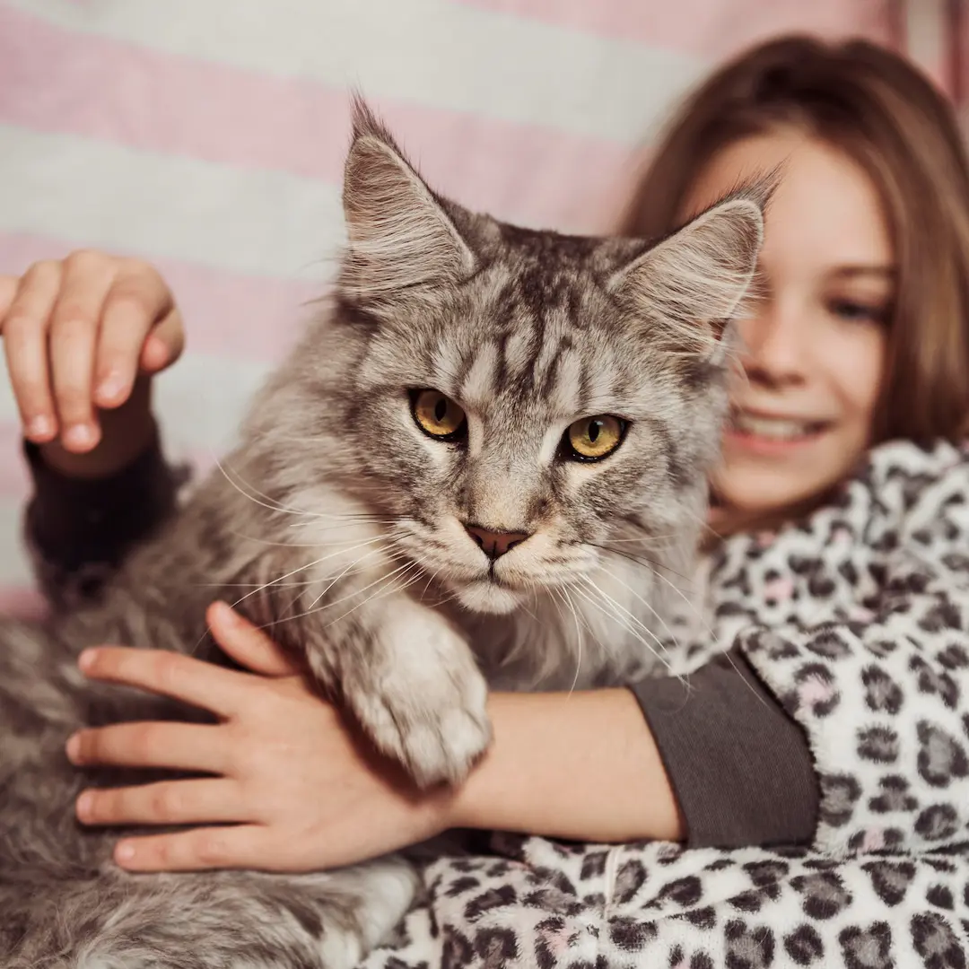 La Importancia del Refuerzo Positivo en Gatos Mayores