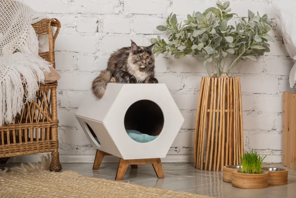 la influencia del enriquecimiento ambiental en la socializacion felina