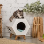 la influencia del enriquecimiento ambiental en la socializacion felina
