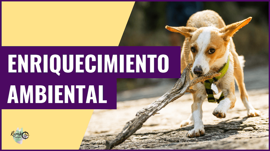 la relacion entre el enriquecimiento ambiental y el entrenamiento positivo