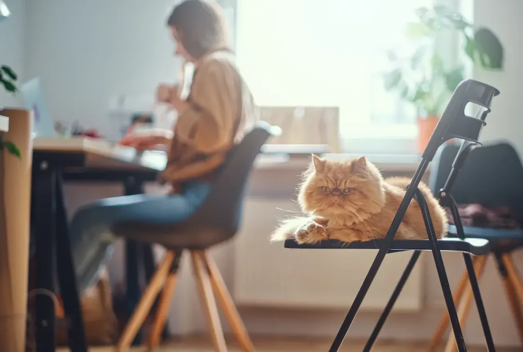 los beneficios de usar refuerzos graduales en el entrenamiento felino