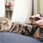 Masajes para Gatos: Cómo Ayudar a Tu Felino a Relajarse 6 masajes para gatos como ayudar a tu felino a relajarse