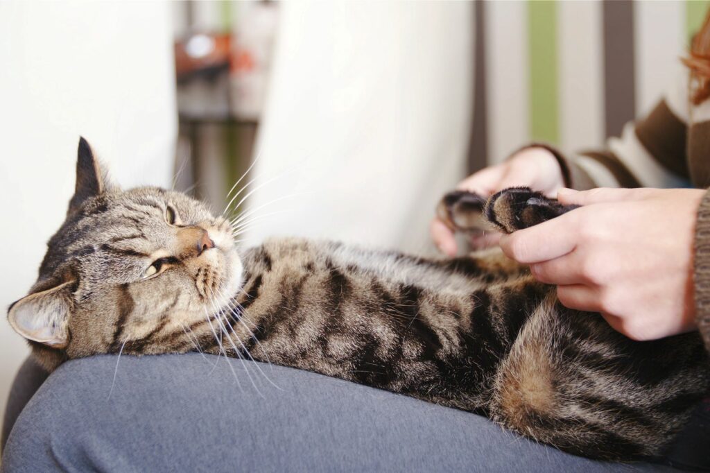 masajes para gatos como ayudar a tu felino a relajarse