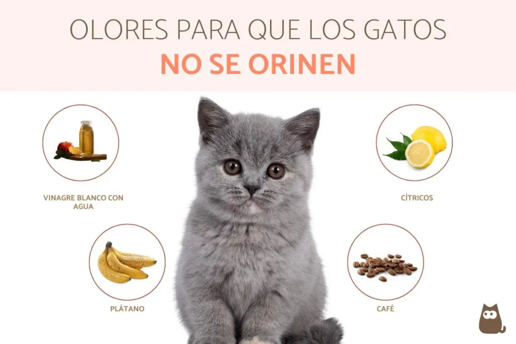 metodos para calmar a gatos que reaccionan mal a los olores nuevos 1