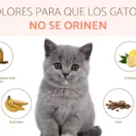 Métodos para calmar a gatos que reaccionan mal a los olores nuevos 1 metodos para calmar a gatos que reaccionan mal a los olores nuevos 1