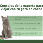 metodos para calmar a tu gato en ferias de adopcion 1