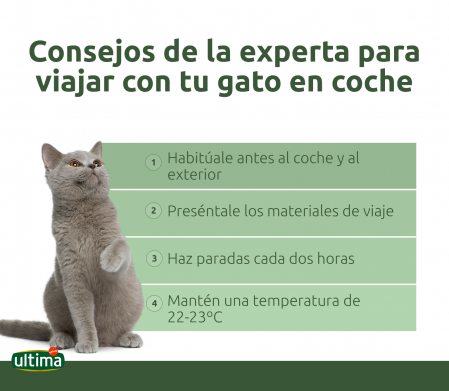 metodos para calmar a tu gato en ferias de adopcion 1