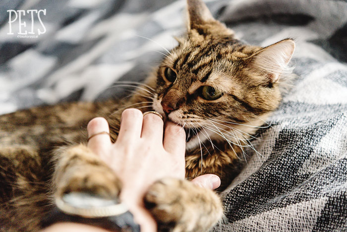 metodos para calmar a tu gato si esta nervioso al conocer a un gato nuevo 1