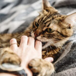 metodos para calmar a tu gato si se estresa con los nuevos juguetes de otros 1
