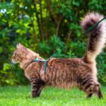 metodos para ensenar a tu gato a no entrar en areas restringidas 2
