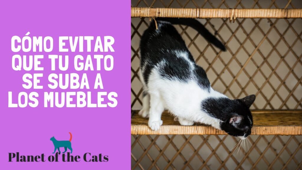 Métodos para enseñar a tu gato a no subirse a mesas de trabajo 11 metodos para ensenar a tu gato a no subirse a mesas de trabajo 1