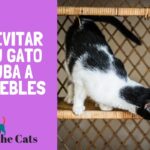 metodos para ensenar a tu gato a no subirse a mesas de trabajo 1
