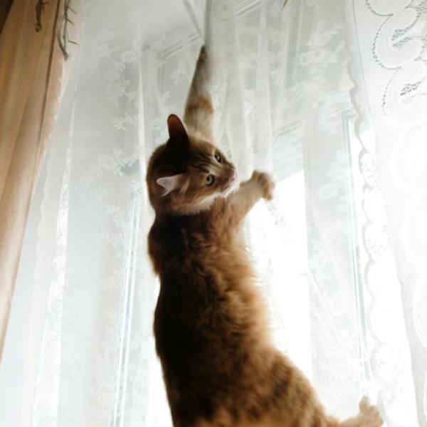 metodos para ensenar a tu gato a no trepar por las cortinas 1