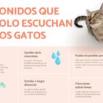 metodos para ensenar a tu gato a reconocer sonidos especificos 1
