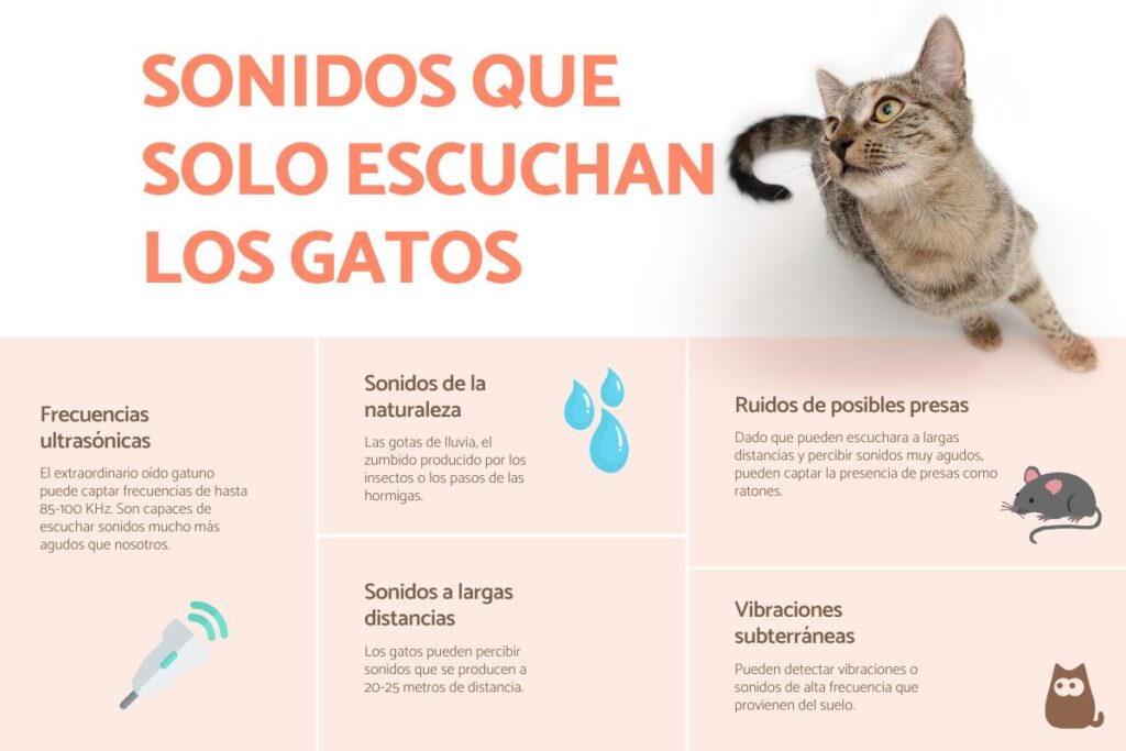 metodos para ensenar a tu gato a tolerar los sonidos de electrodomesticos nuevos 1