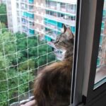 metodos para evitar que tu gato escape por las ventanas abiertas 1