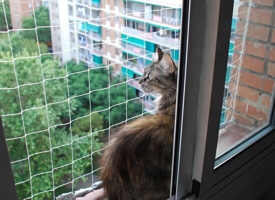 metodos para evitar que tu gato escape por las ventanas abiertas 1