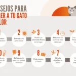 metodos para fomentar el respeto de tu gato por las areas de descanso ajenas 1