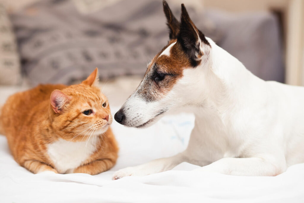 metodos para fomentar interacciones positivas entre gatos y perros mayores 1