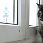 metodos para introducir a tu gato en casas donde ya hay aves 1