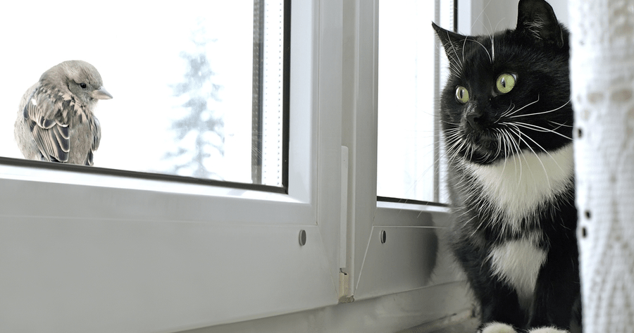 metodos para introducir a tu gato en casas donde ya hay aves 1