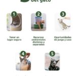 metodos para mejorar la confianza entre gatos que comparten el mismo espacio 1