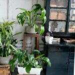 metodos para mejorar la convivencia en casas con multiples especies 1