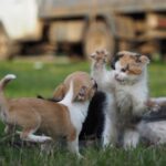 metodos para mejorar la relacion de tu gato con vecinos que tienen perros 1