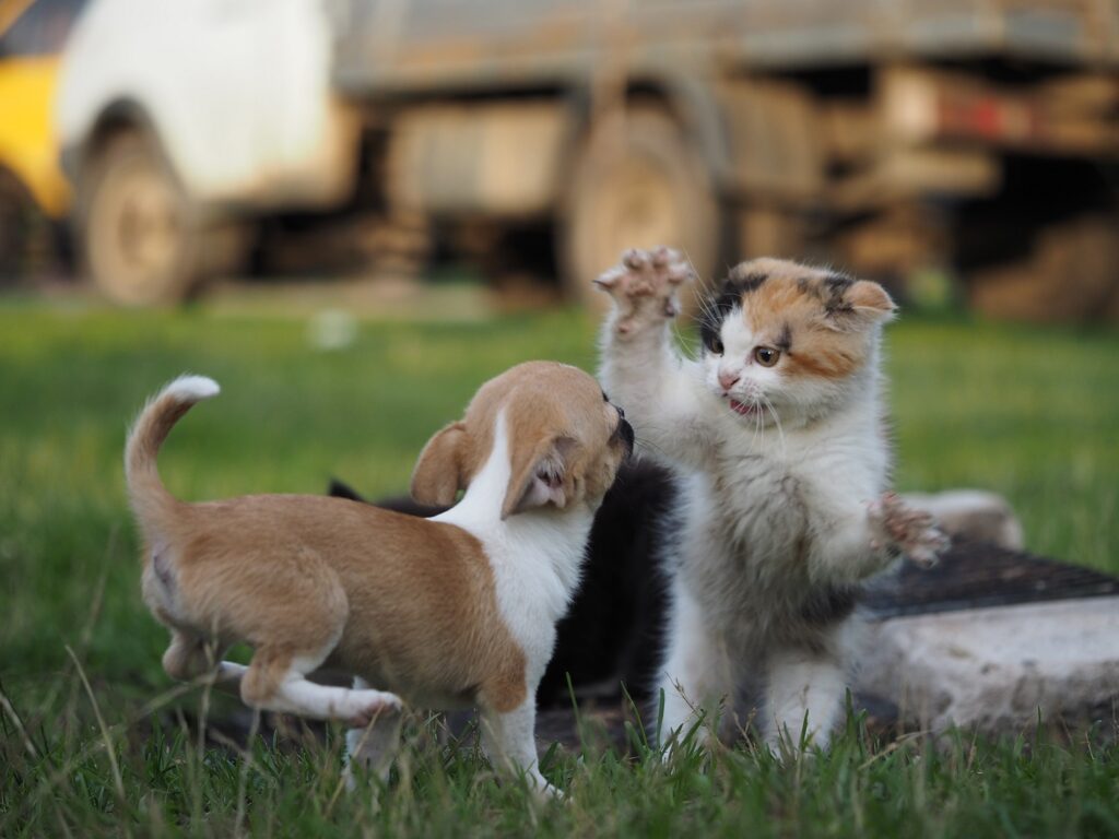 metodos para mejorar la relacion de tu gato con vecinos que tienen perros 1