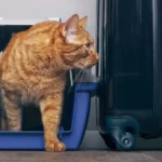 metodos para prevenir el estres en gatos en casas de vacaciones 1