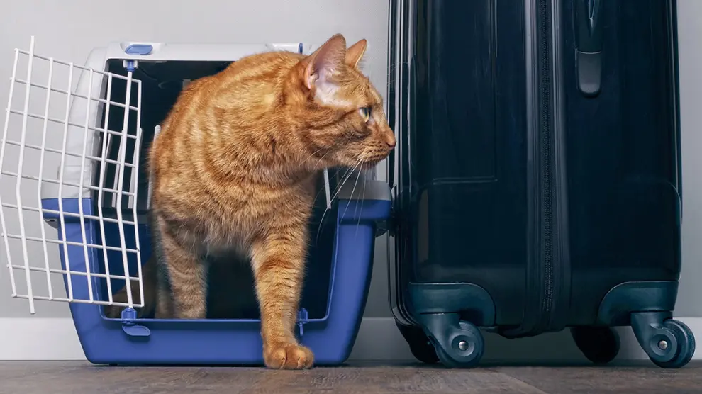 Métodos para prevenir el estrés en gatos en casas de vacaciones 12 metodos para prevenir el estres en gatos en casas de vacaciones 1