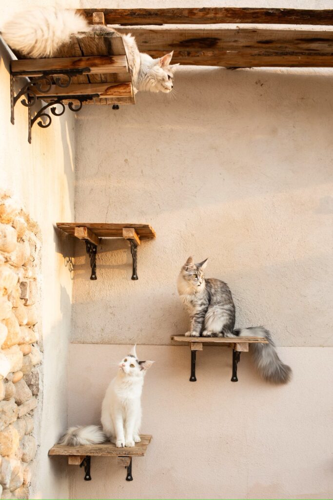 metodos para que tu gato no entre en el dormitorio 1