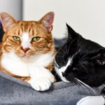 pasos para introducir un nuevo gato al hogar sin problemas