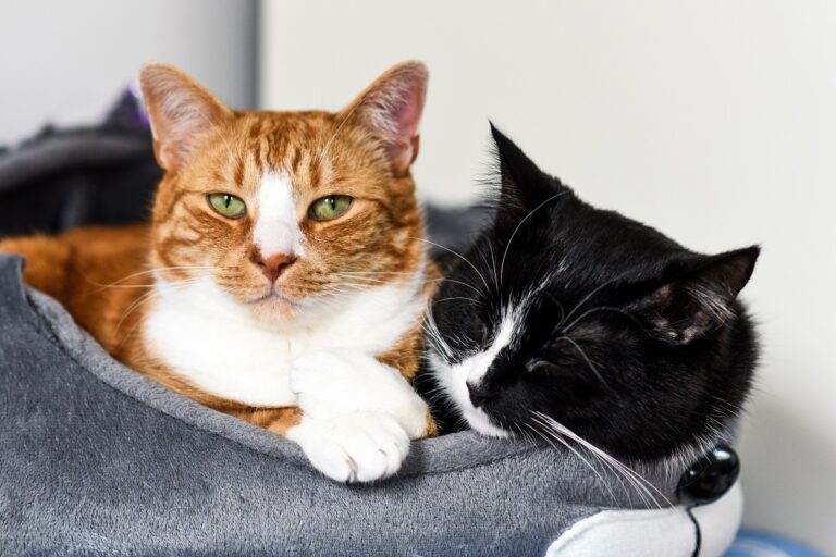 pasos para introducir un nuevo gato al hogar sin problemas