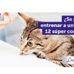 por que el entrenamiento positivo hace a los gatos mas adaptables