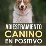 por que el entrenamiento positivo hace que el juego sea mas divertido