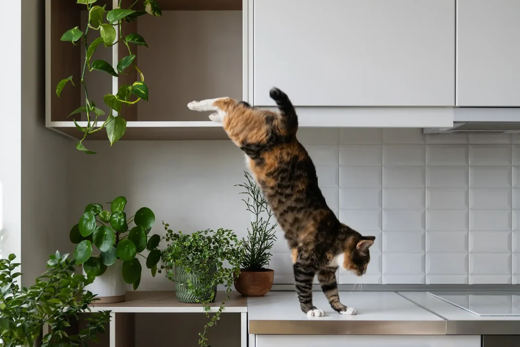 Gato 6 por que es importante adaptar el entrenamiento segun la edad del gato