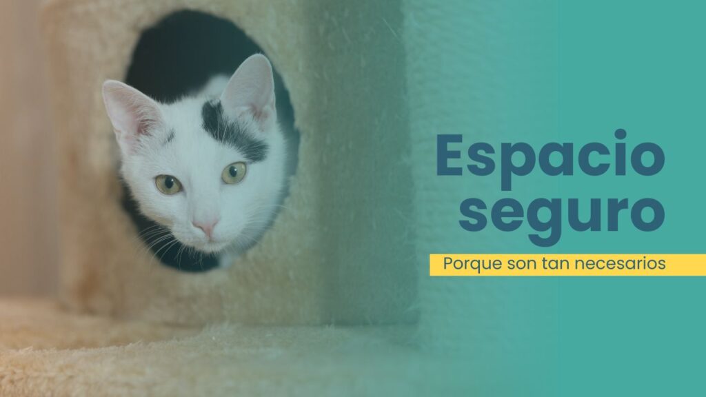 por que es importante crear un espacio seguro para tu gato