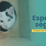 por que es importante crear un espacio seguro para tu gato