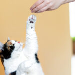 por que tu gato no responde al entrenamiento positivo soluciones 1