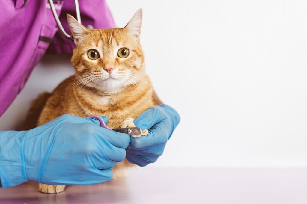 preparacion de tu gato para visitas al peluquero felino 1