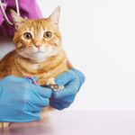 preparacion de tu gato para visitas al peluquero felino 1