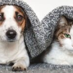 Preparación para gatos que convivirán con perros pequeños 2 preparacion para gatos que conviviran con perros pequenos 1