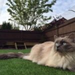 preparacion para gatos que seran introducidos a un jardin controlado 2